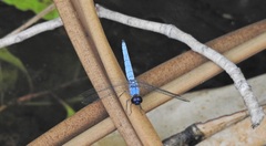 Brachydiplax duivenbodei