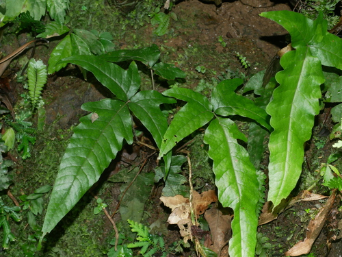 Tectaria simonsii (Tectaria simonsii)