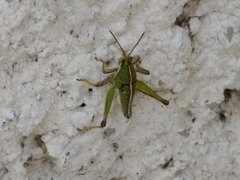 Sphenarium purpurascens