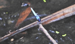 Brachydiplax duivenbodei