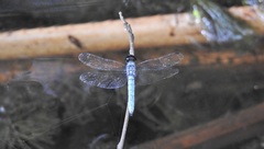 Brachydiplax duivenbodei