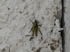 Sphenarium purpurascens