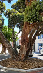 Metrosideros excelsa