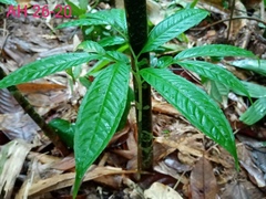 Amorphophallus hewittii