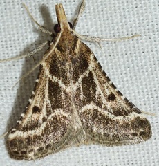 Stemmatophora borgialis