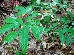 Amorphophallus hewittii