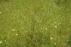 Carex iynx