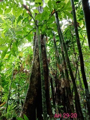 Amorphophallus hewittii