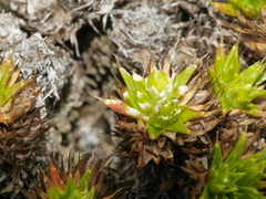 Colobanthus strictus