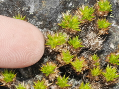 Colobanthus strictus