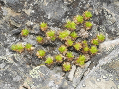 Colobanthus strictus