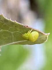 Araneus circulissparsus