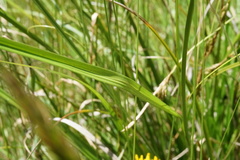 Carex iynx