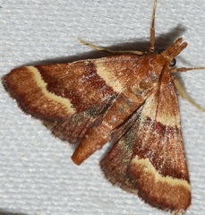 Stemmatophora combustalis