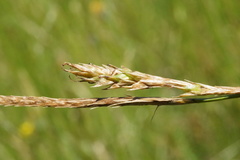 Carex iynx