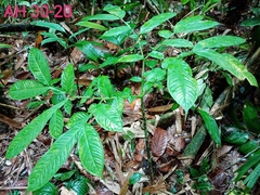 Amorphophallus hewittii