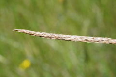 Carex iynx