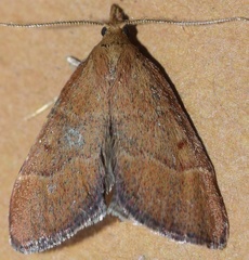 Stemmatophora vulpecalis