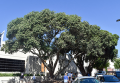 Metrosideros excelsa