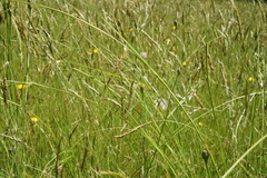 Carex iynx