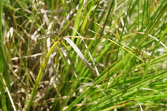Carex iynx