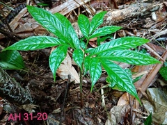 Amorphophallus hewittii