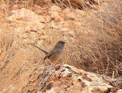 Curruca sarda (Curruca sarda)