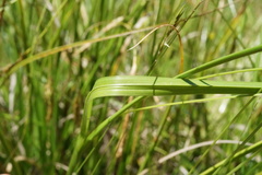 Carex iynx