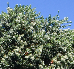 Metrosideros excelsa