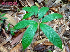 Amorphophallus hewittii