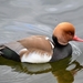 Red-crested Pochard - Photo (c) Pirataber, some rights reserved (CC BY), uploaded by Pirataber