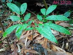 Amorphophallus hewittii