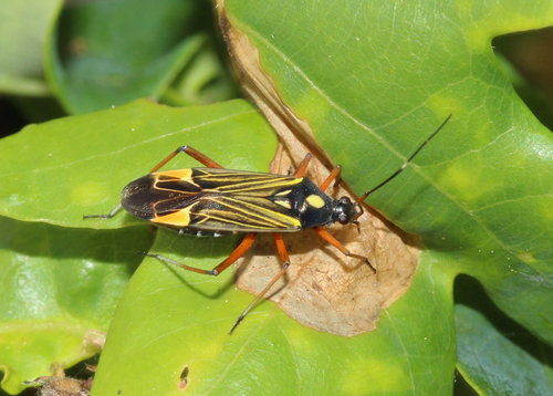Nuostabioji žolblakė nuotrauka