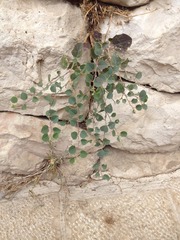 Capparis zoharyi