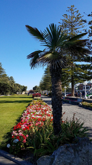 Trachycarpus fortunei