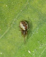 Anelosimus crassipes