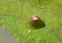 Anelosimus crassipes