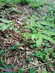 Amorphophallus hewittii