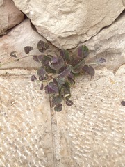 Capparis zoharyi