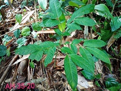 Amorphophallus hewittii