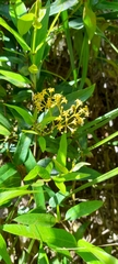 Parsonsia brownii