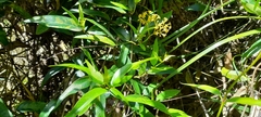 Parsonsia brownii