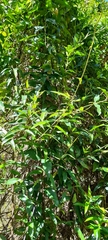 Parsonsia brownii