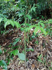 Amorphophallus hewittii
