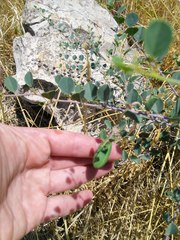 Capparis zoharyi