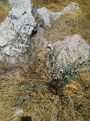 Capparis zoharyi