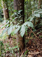 Amorphophallus hewittii