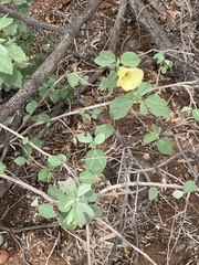 Hibiscus platycalyx