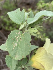 Hibiscus platycalyx
