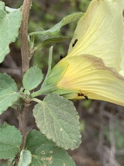 Hibiscus platycalyx